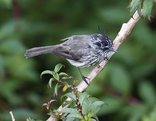 Tufted tit-tyrant